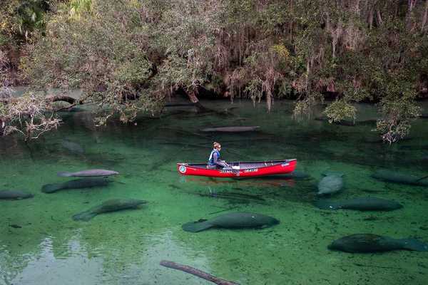 A researcher in a red canoe observes and counts manatees at Blue Springs State Park in Deland, Florida