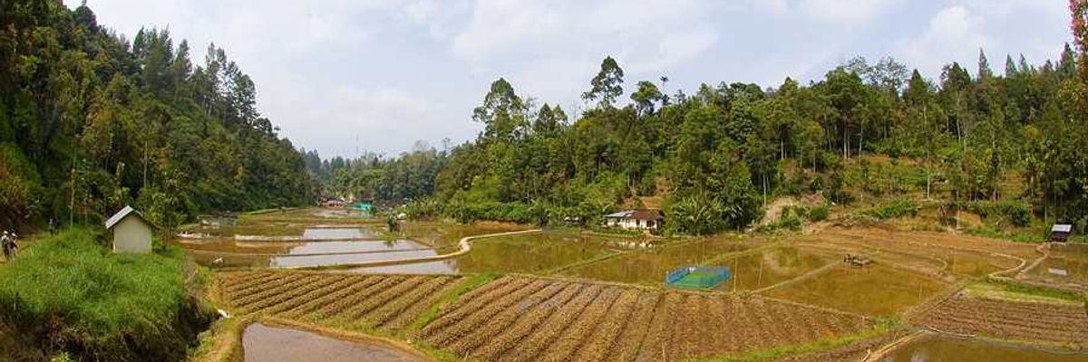 A rice field in an Indonesian villa with water flooding the edges