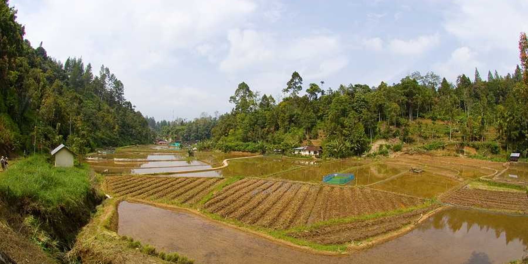 A rice field in an Indonesian villa with water flooding the edges