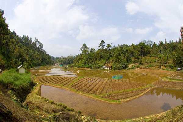 A rice field in an Indonesian villa with water flooding the edges