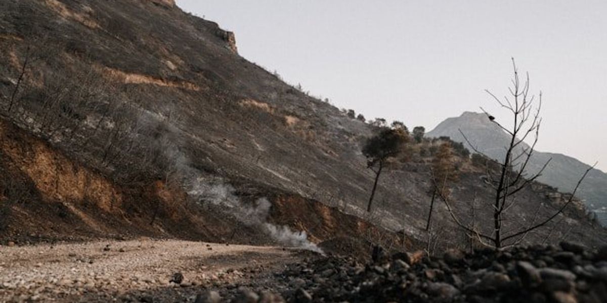 A road and hillside blackened after a wildfire.