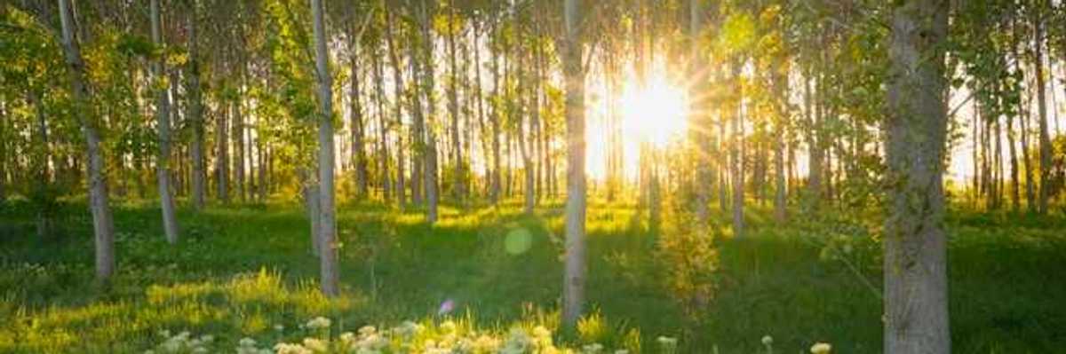 A Romanian forest with wildflowers and intense sunlight peaking through the trees