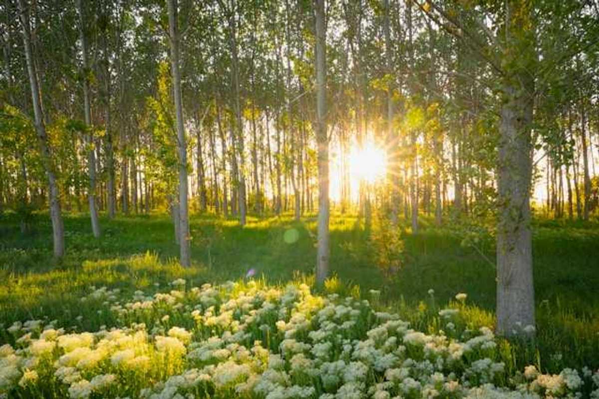 A Romanian forest with wildflowers and intense sunlight peaking through the trees