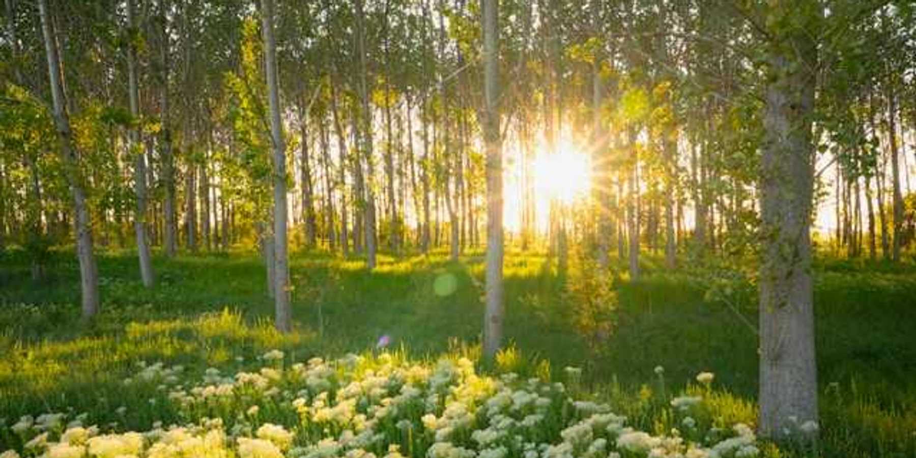 A Romanian forest with wildflowers and intense sunlight peaking through the trees