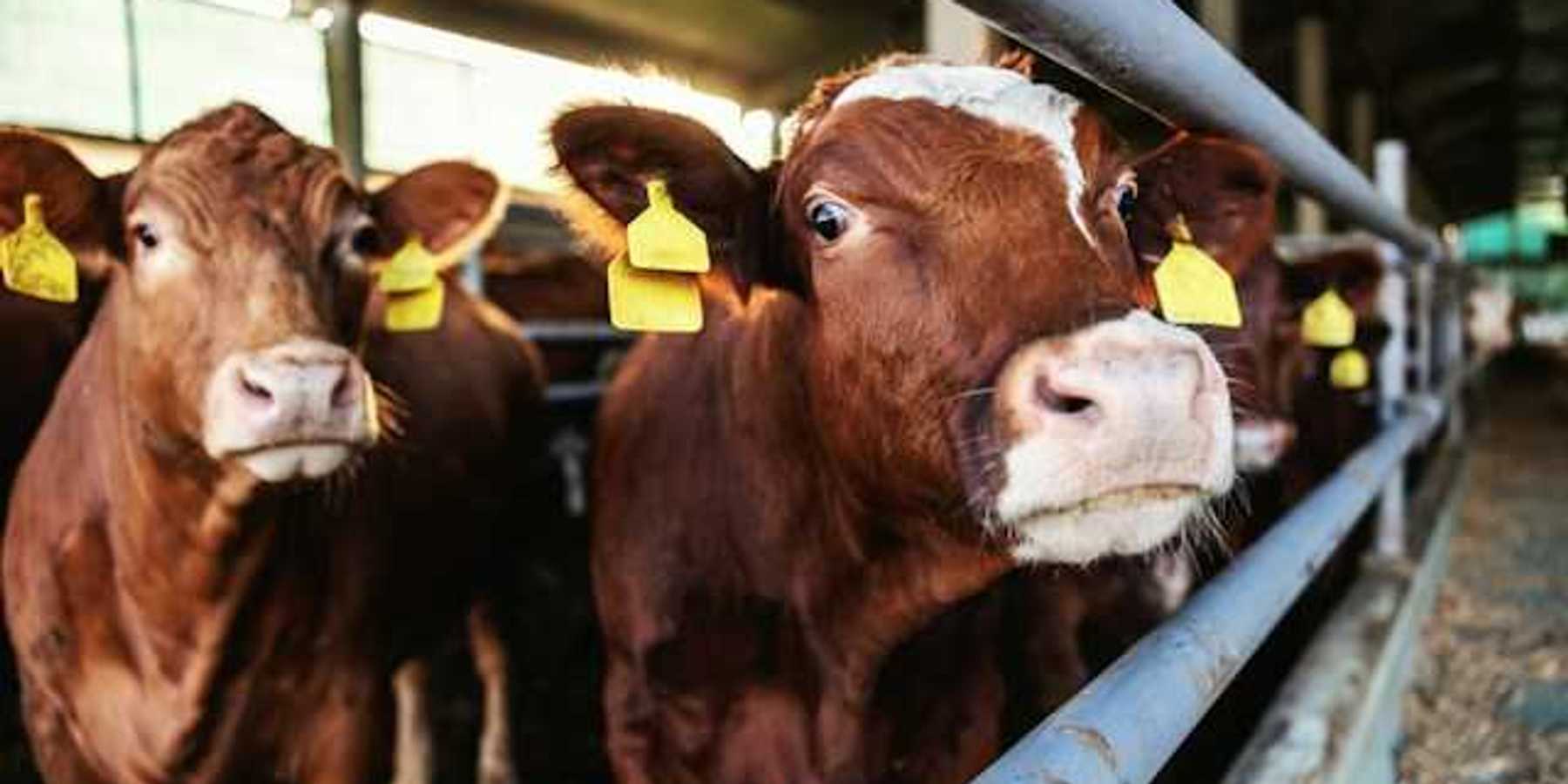 A row of cattle looking into the camera