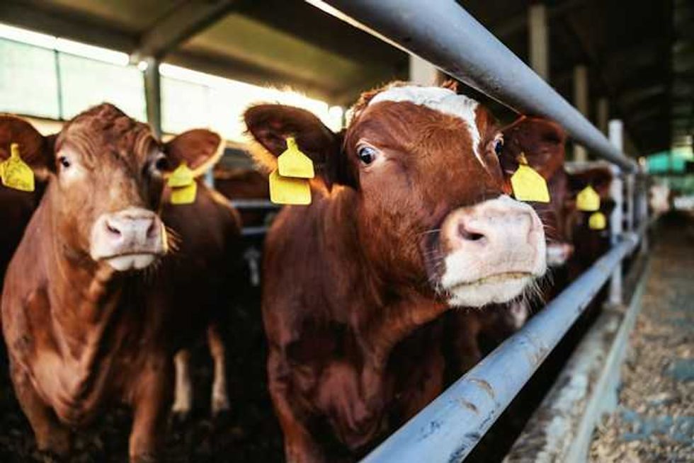 Inside Big Beef’s ‘90s campaign to rewrite its climate story