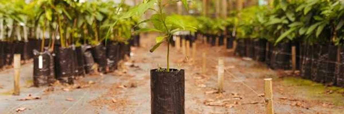 A row of trees ready to be planted