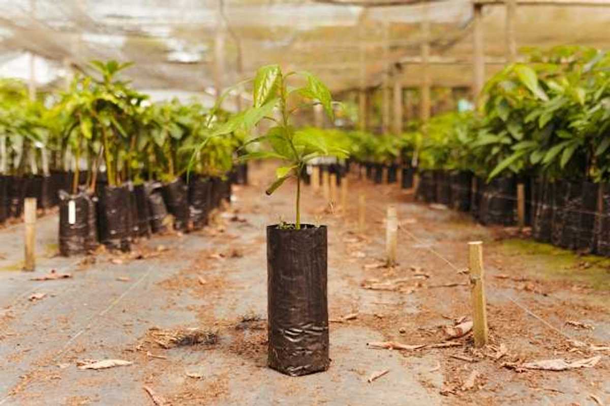 A row of trees ready to be planted