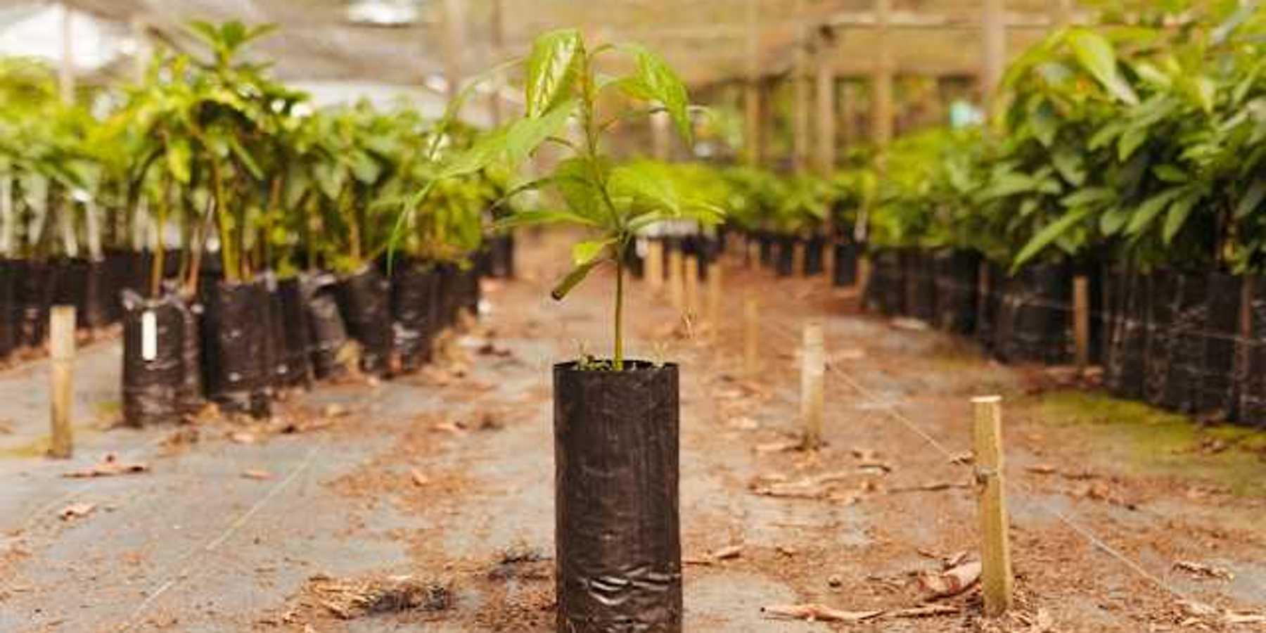 A row of trees ready to be planted