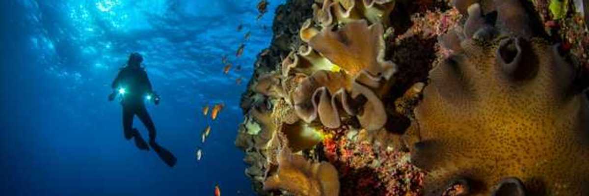 A scuba diver hovering over a coral reef in the ocean