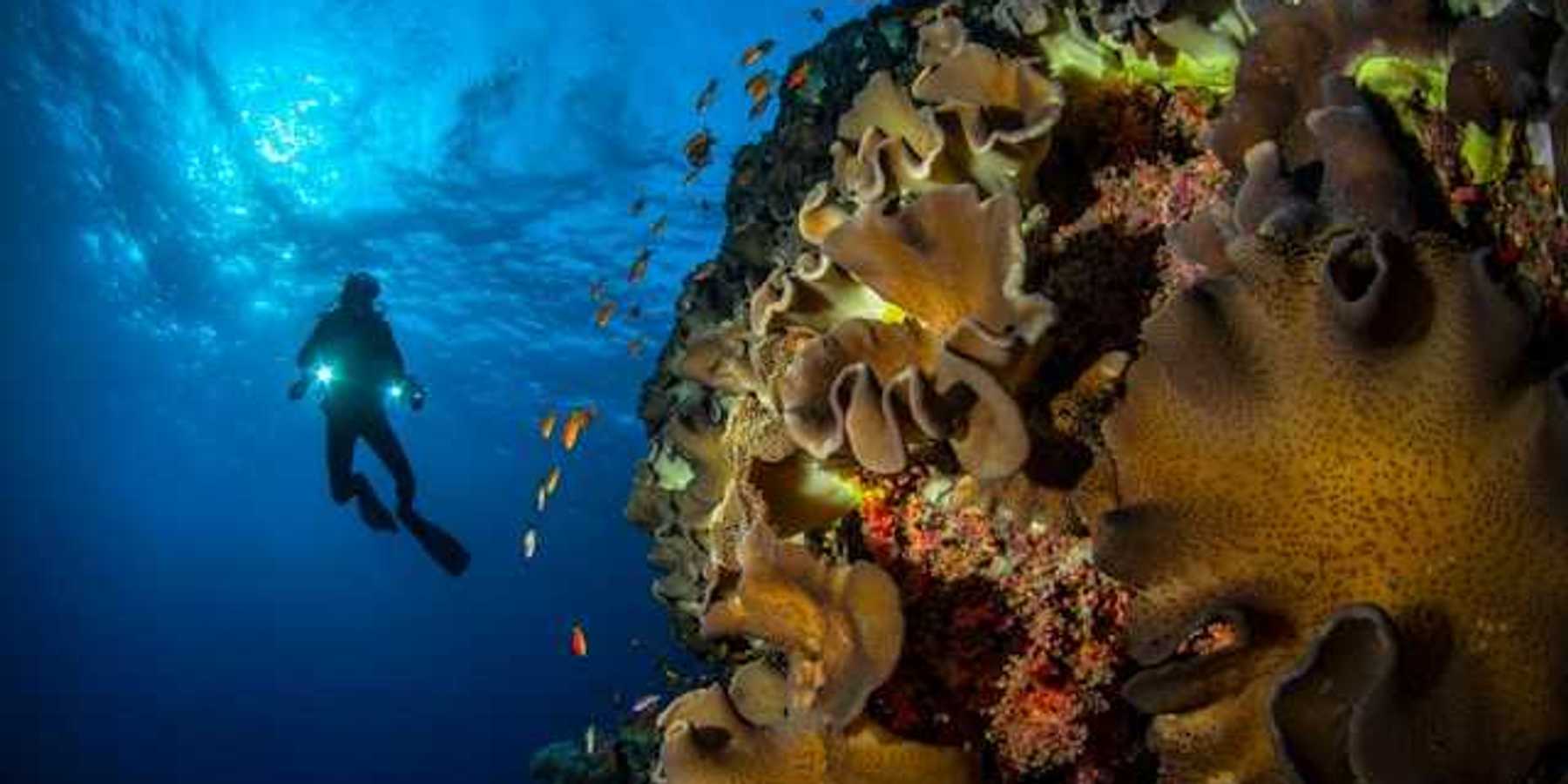 A scuba diver hovering over a coral reef in the ocean