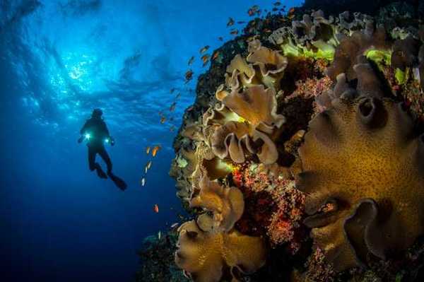A scuba diver hovering over a coral reef in the ocean