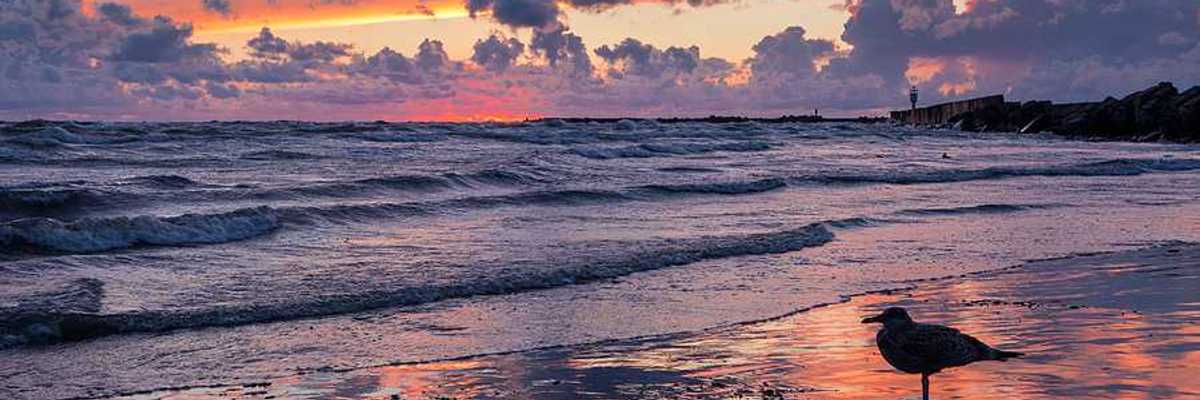 A sea bird on the beach at sunset on the Baltic Sea