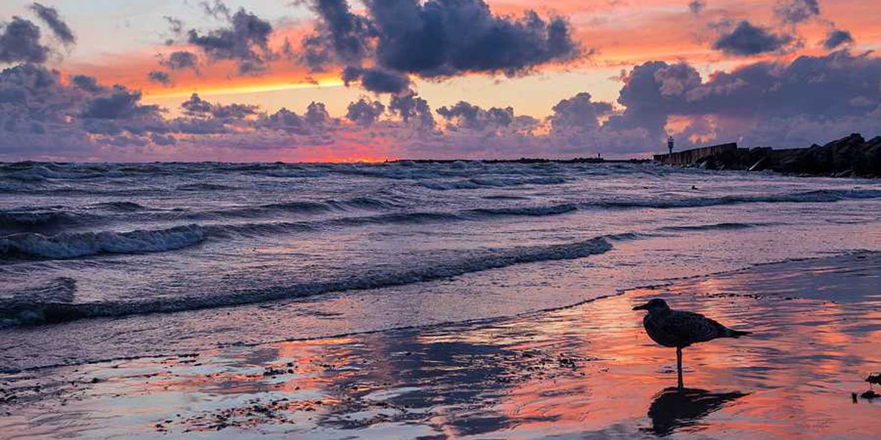 A sea bird on the beach at sunset on the Baltic Sea