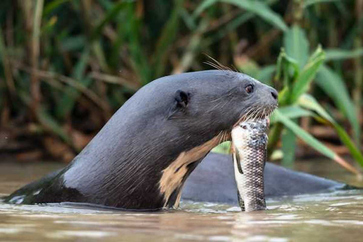 A seal or otter carrying a fish in a brown river