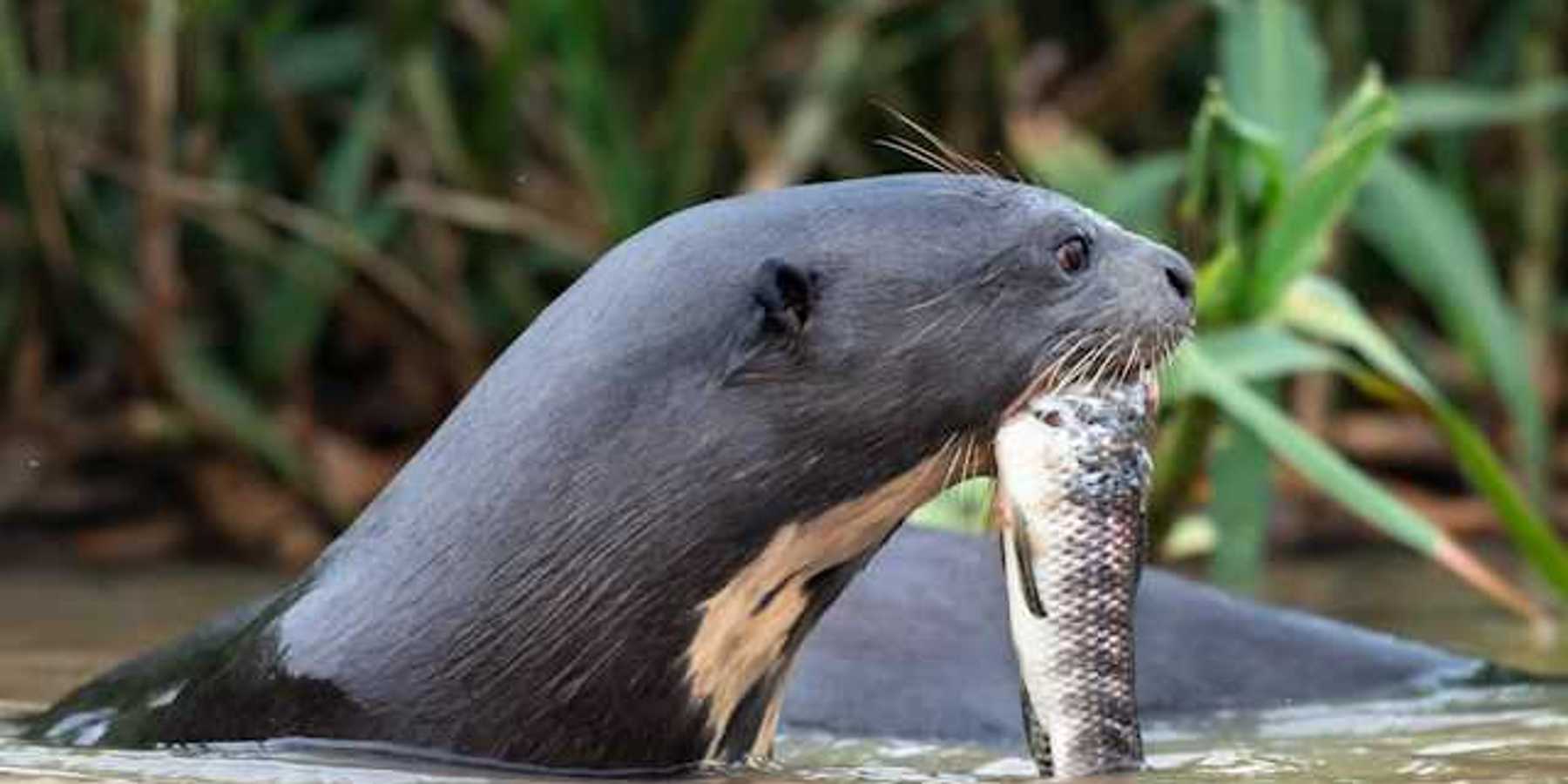 A seal or otter carrying a fish in a brown river