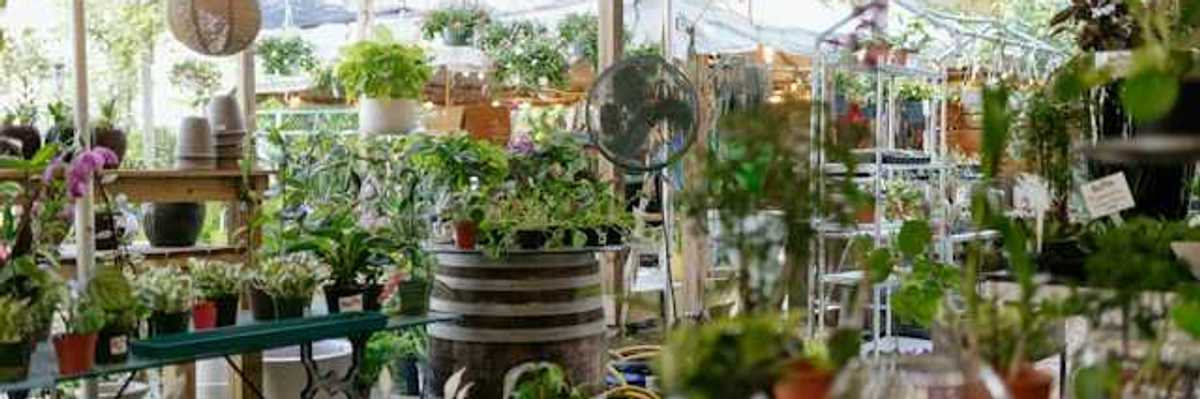 A selection of house plants under a tent