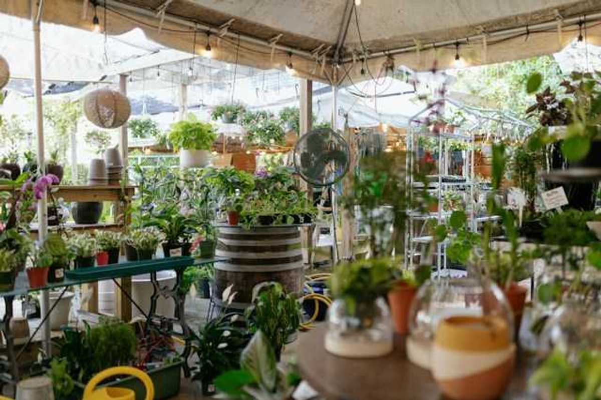 A selection of house plants under a tent