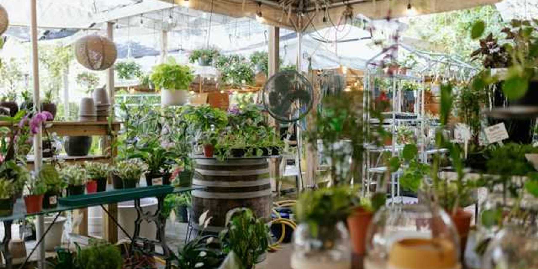 A selection of house plants under a tent