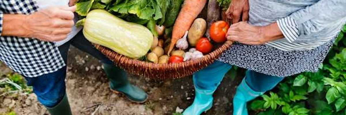 A senior couple holding a basket of freshly-harvested vegetables