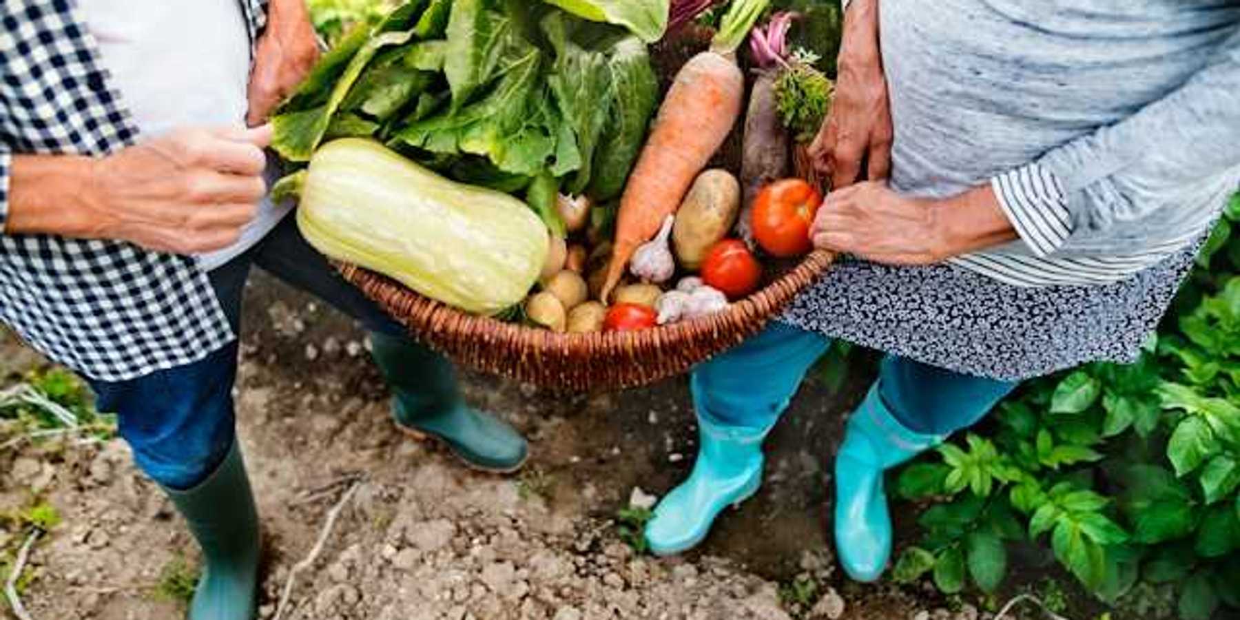 A senior couple holding a basket of freshly-harvested vegetables