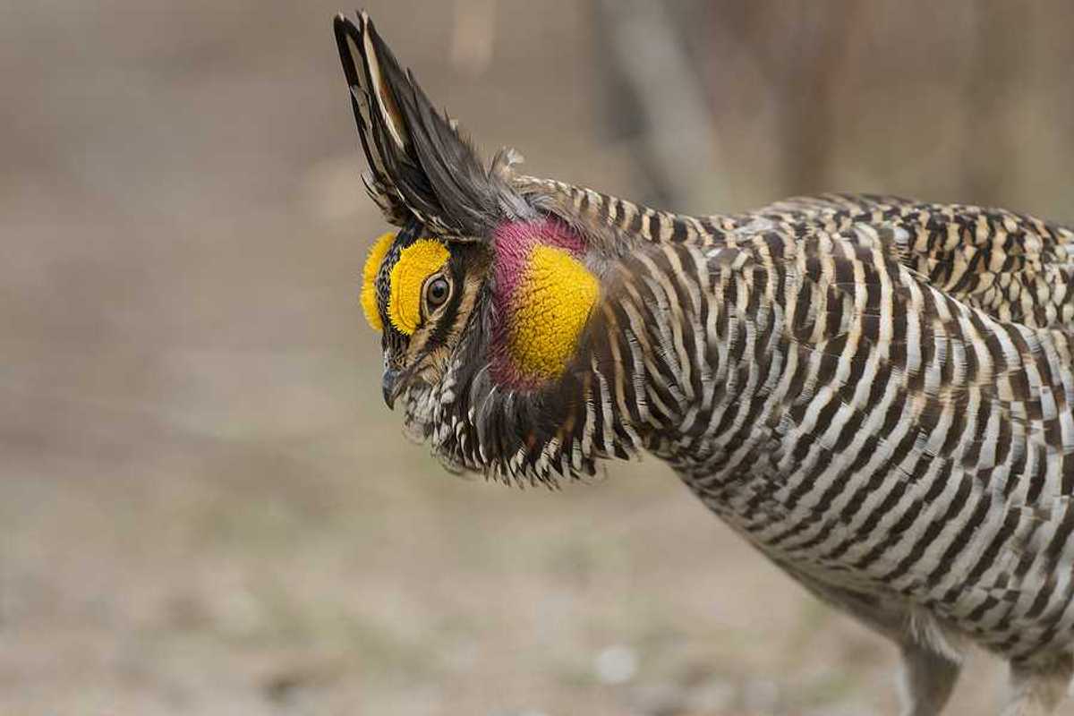 A side view of a Greater Prairie Chicken with orange and red feathers on its head
