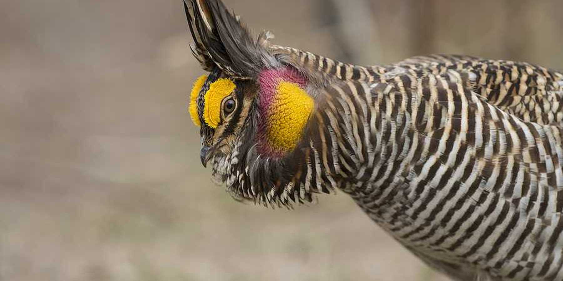 A side view of a Greater Prairie Chicken with orange and red feathers on its head