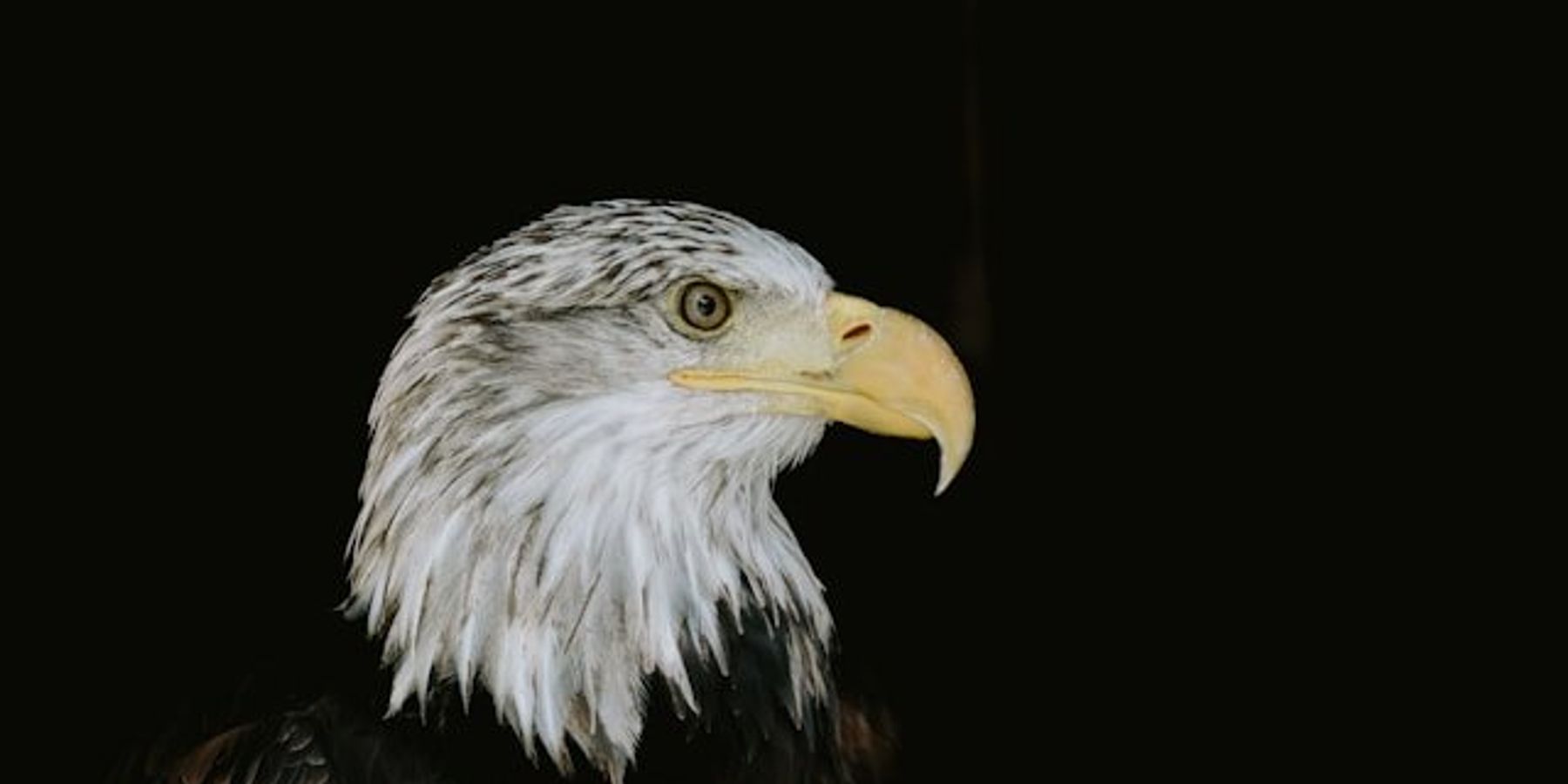 A side view of the head of a bald eagle on a black background.