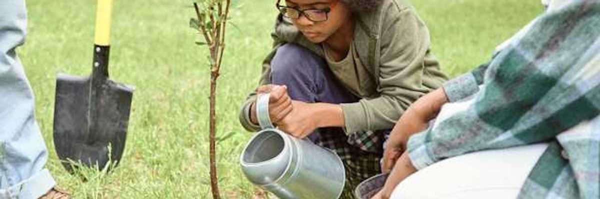 A small child pouring water on a newly planted tree