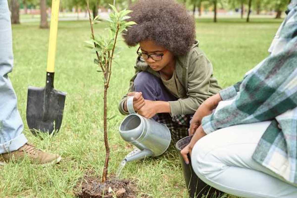 A small child pouring water on a newly planted tree