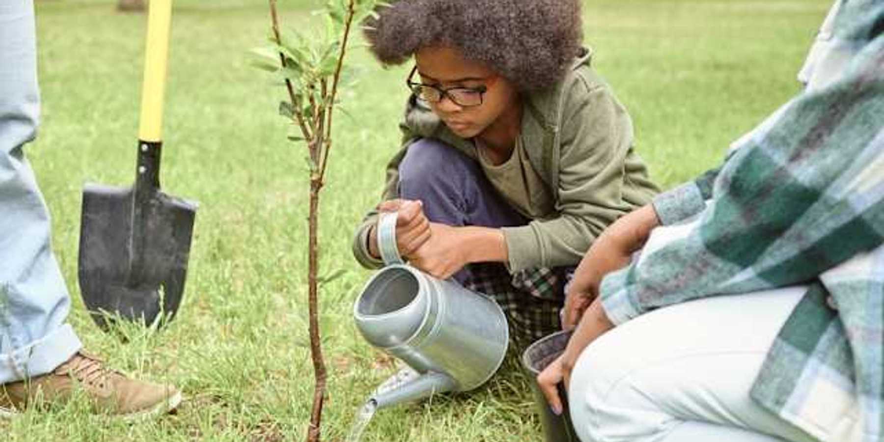 A small child pouring water on a newly planted tree