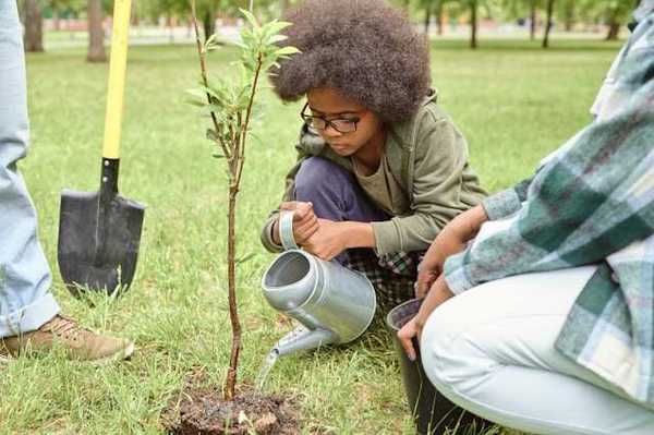 A small child pouring water on a newly planted tree