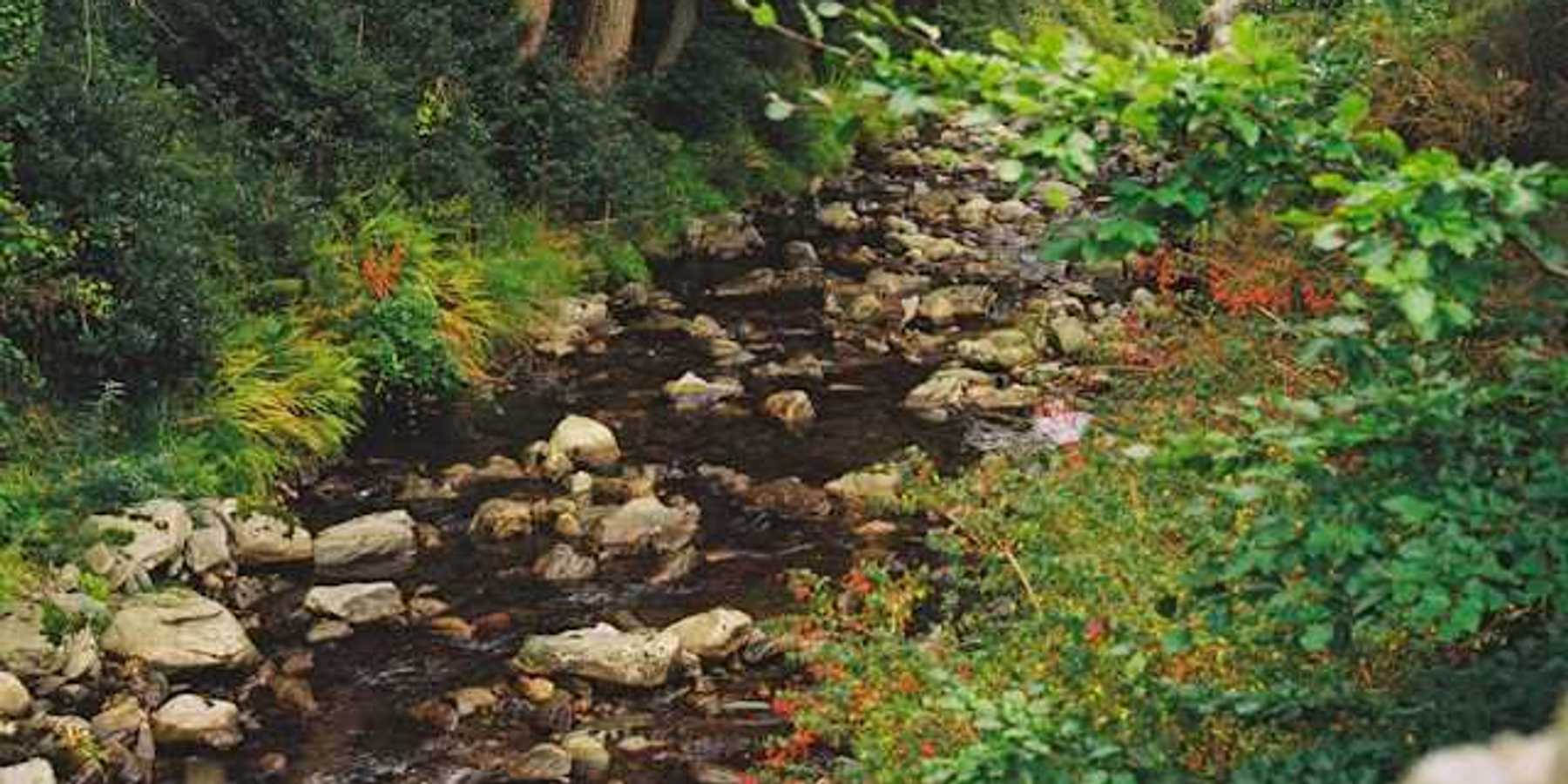 A small creek winding through a forest
