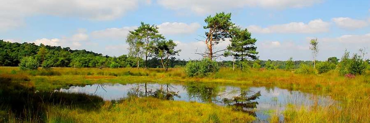 A small pond with peatland surrounding it in a green landscape