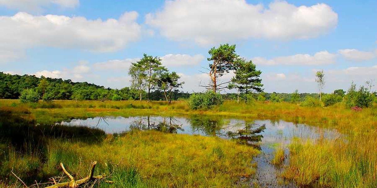 A small pond with peatland surrounding it in a green landscape