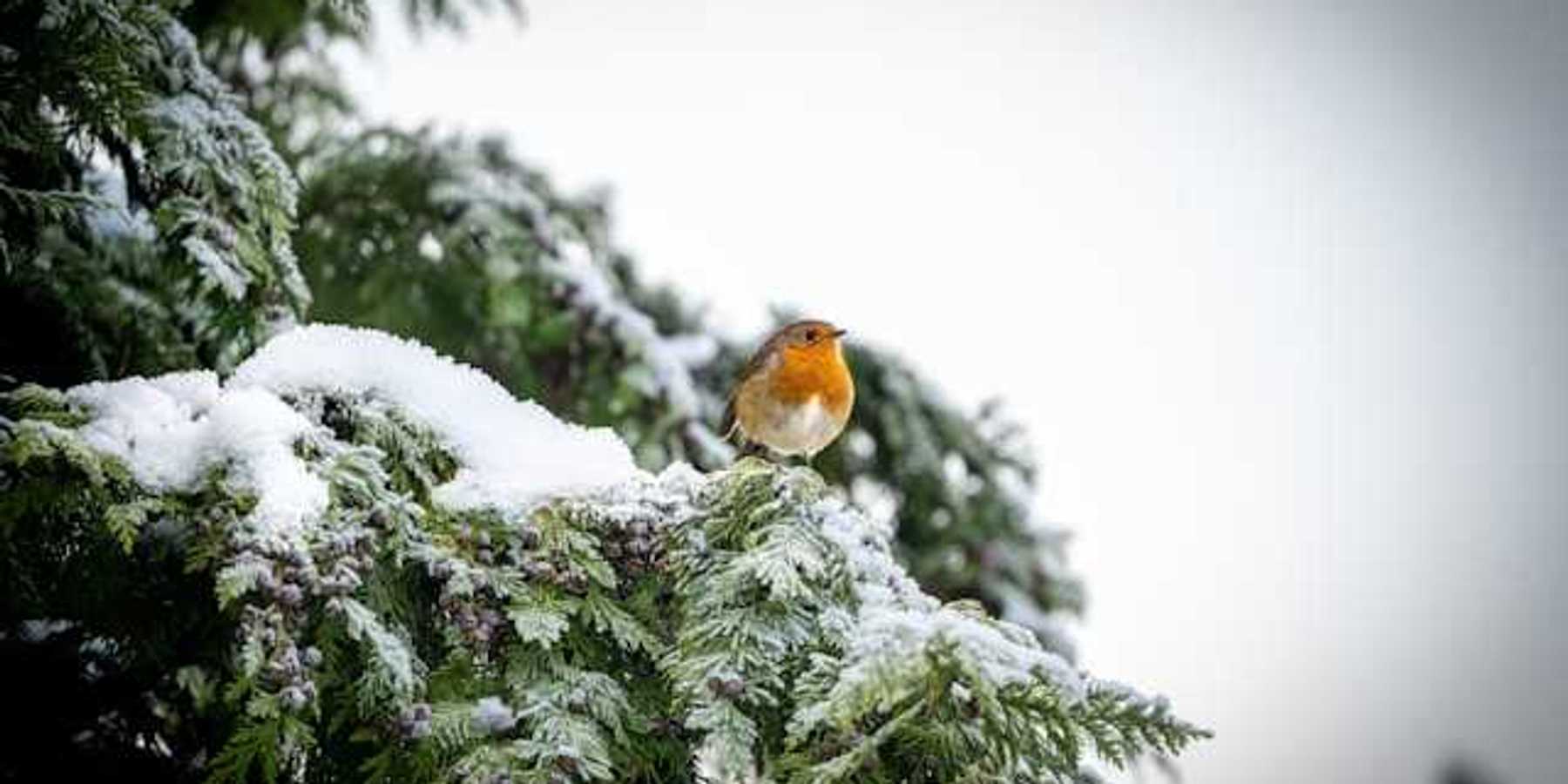 A snow-laden tree branch with an orange and cream colored bird on it