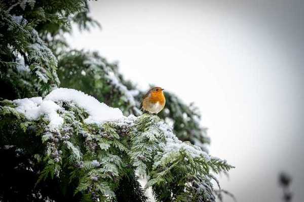 A snow-laden tree branch with an orange and cream colored bird on it