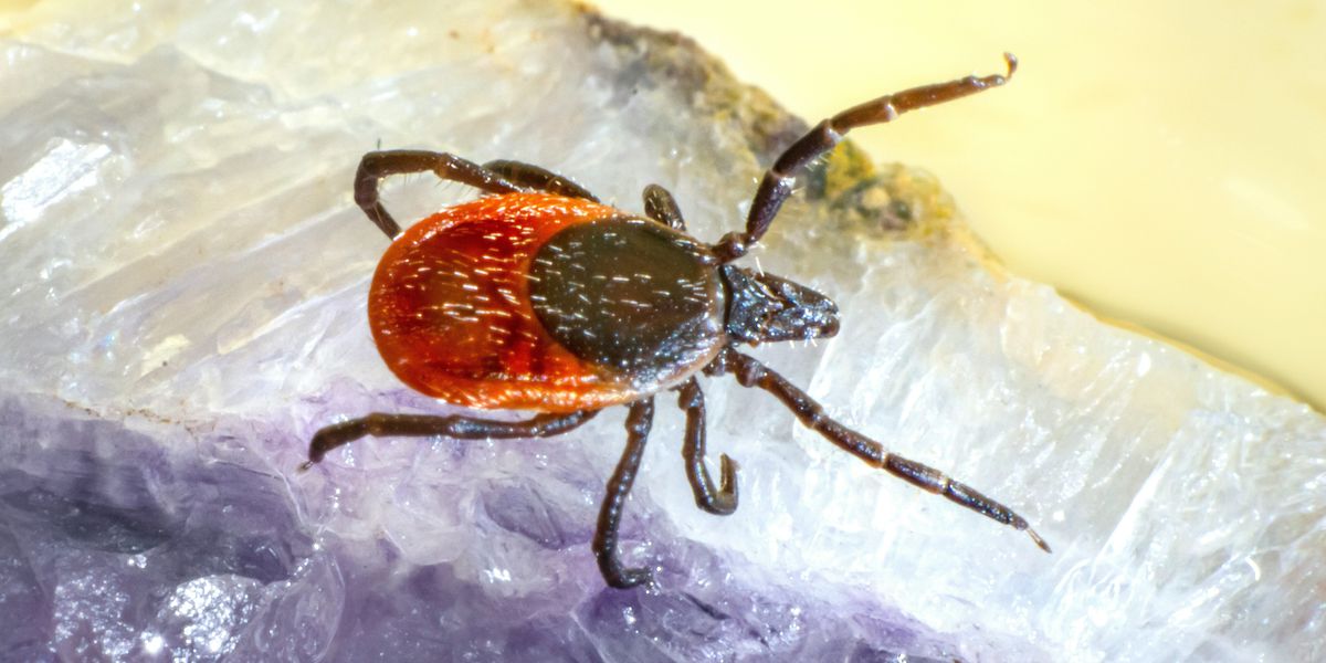 a tick sitting on top of a piece of clear rock.