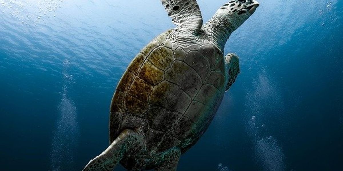 A tortoise swimming through the ocean.
