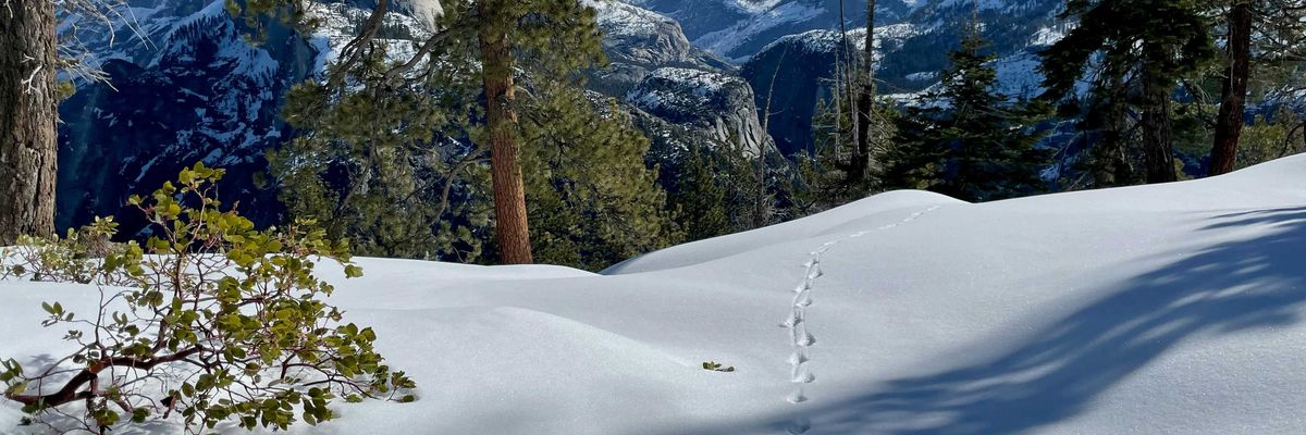 a trail in the snow with trees and mountains in the background