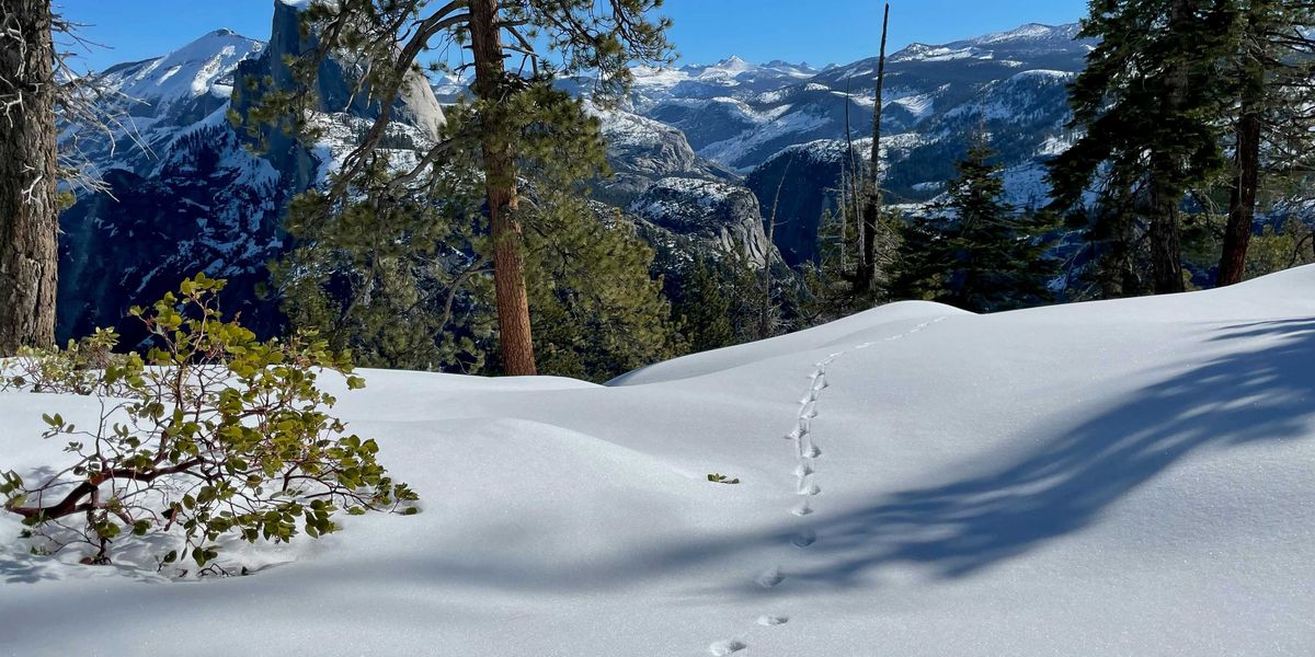 a trail in the snow with trees and mountains in the background