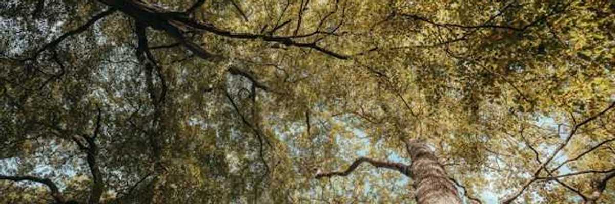 A view below a dense canopy of trees in a forest