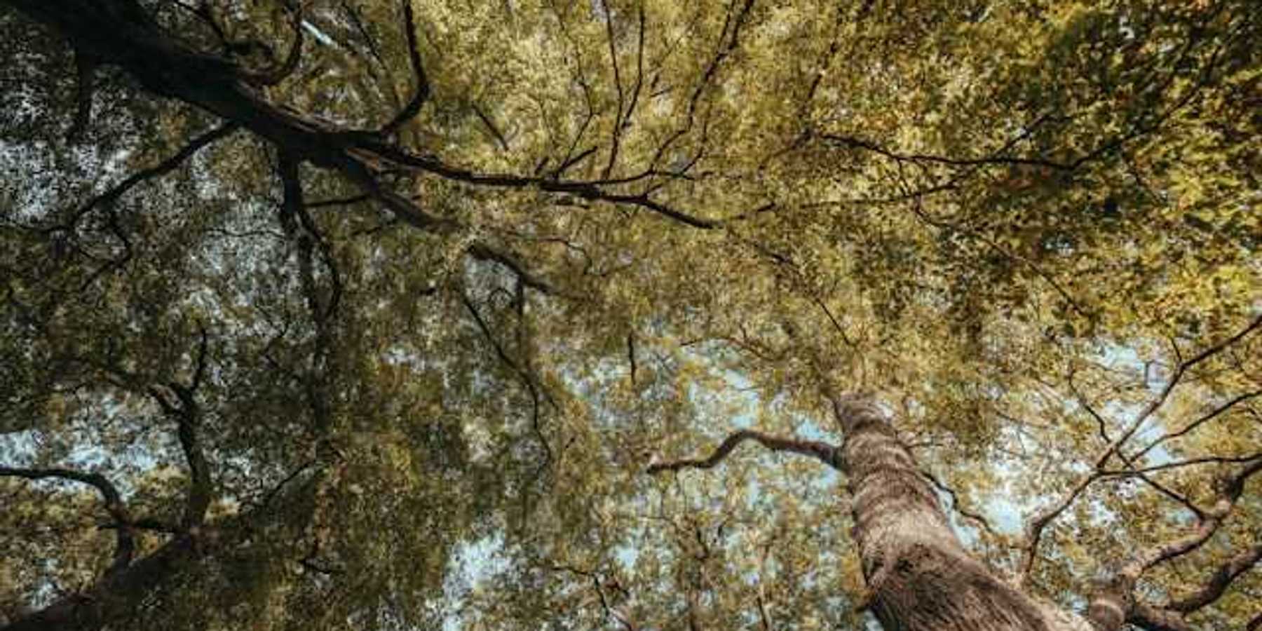 A view below a dense canopy of trees in a forest