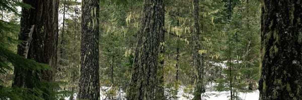 A view into a snow-covered forest