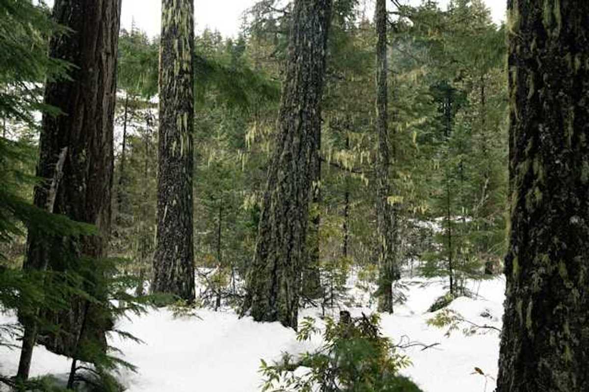 A view into a snow-covered forest