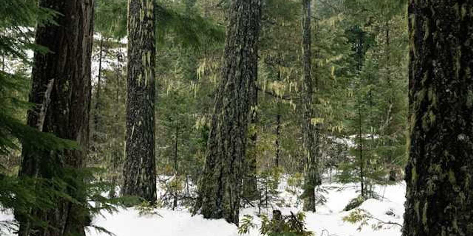 A view into a snow-covered forest