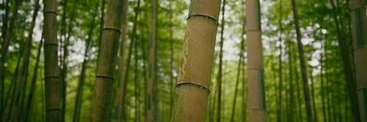 A view of a bamboo forest