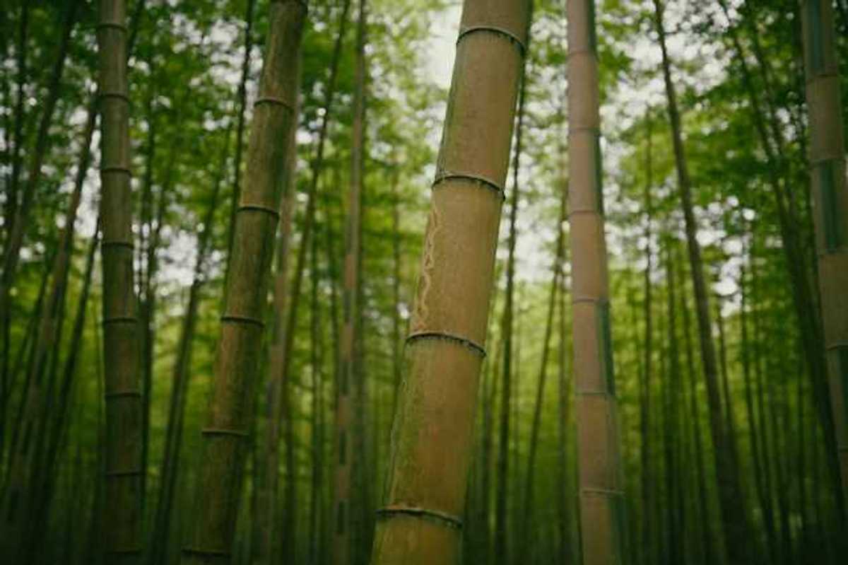 A view of a bamboo forest