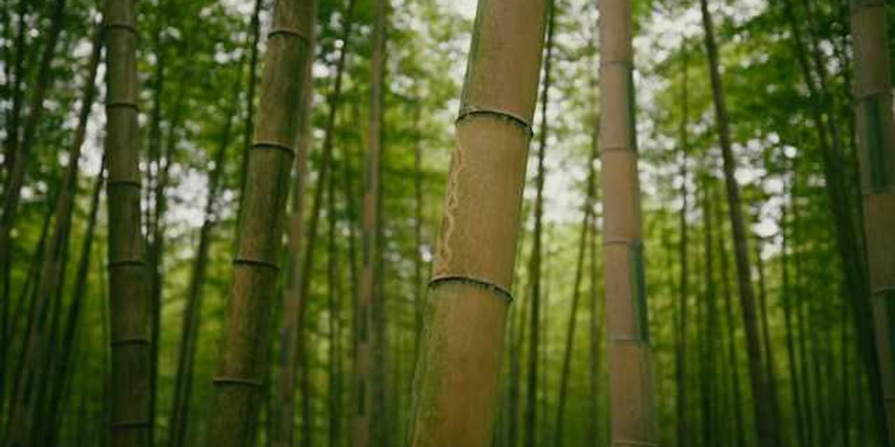 A view of a bamboo forest