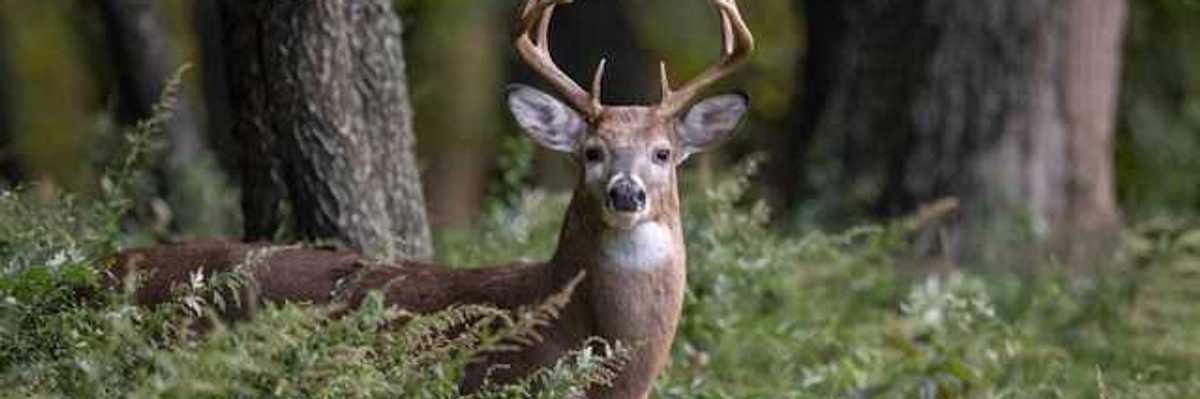 A view of a deer standing in a forest